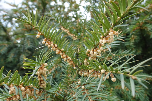 Brown male cones in the leafage of common yew in April