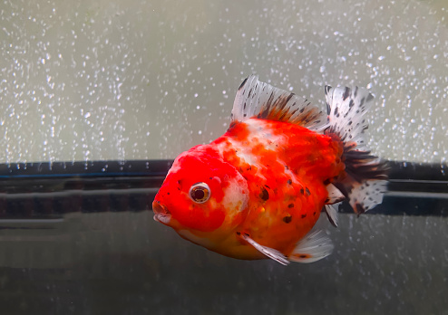 Goldfish swimming in the aquarium is beautiful fish with a chubby body and smooth scales. The pectoral fins are round and flat. The tail fins are fan-shaped.