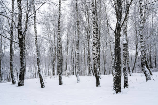 istock Birch grove after a snowfall on a winter day. Birch branches covered with stuck snow. 2147689376