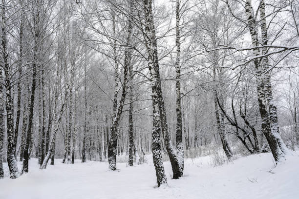 istock Birch grove after a snowfall on a winter day. Birch branches covered with stuck snow. 2147689381