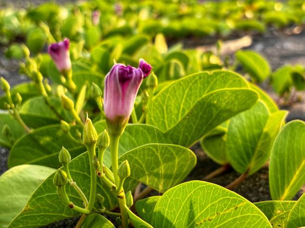 purple flowers that live on the beach sand