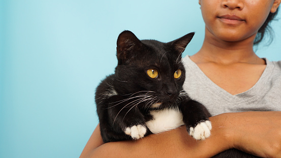 Close-up of a black cat with striking yellow eyes held by a content owner, blue background