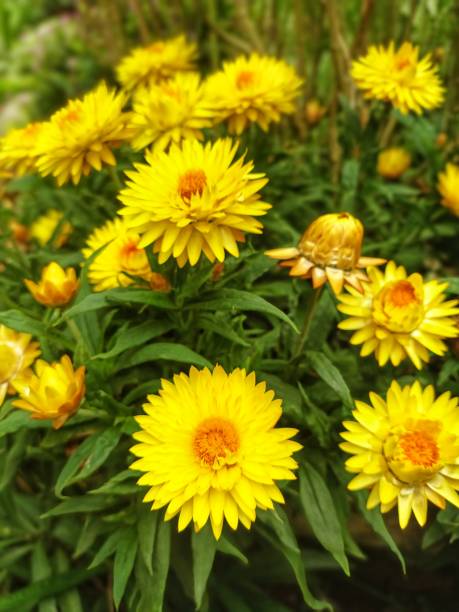 istock Yellow Bloom of Life 2147691116