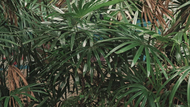 Lady palm, Bamboo palm, Ground Rhapis excelsa
