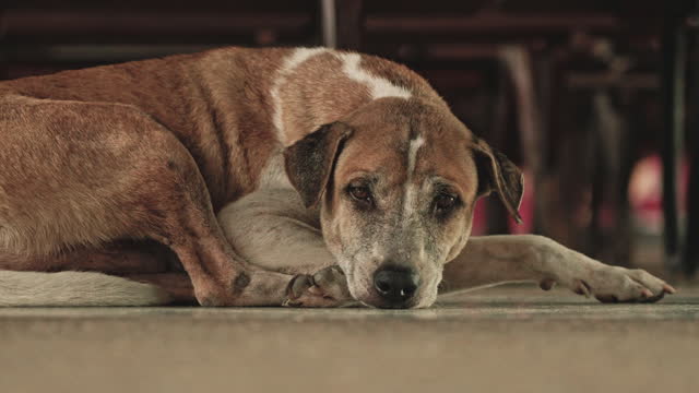 Sad brown dog lying down on floor
