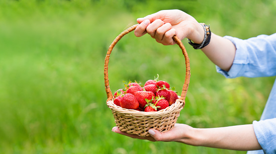 Women's hands holding wicker basket with ripe strawberries. Close-up. Copy space. Banner. Selective focus.