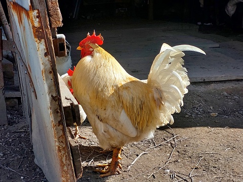 A white rooster stands near the garage, on the ground.  His feathers got dirty.  The gray garage door is rusty.  The sun's rays shine on the rooster