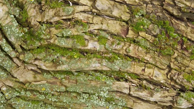 Bottom part of old willow trunk with rough cracky bark