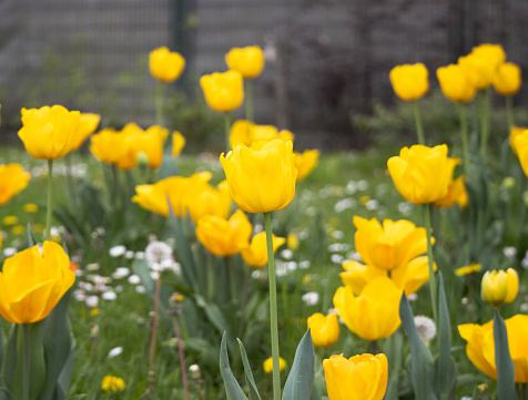 A vibrant yellow color tulip flower blooming in a garden with green grass and nature in background