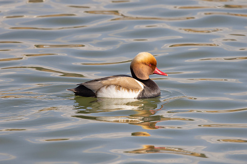 Red-crested Pochard swimming calmly in the water