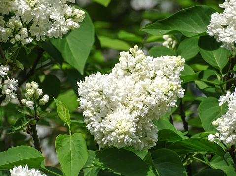 White common lilac in the spring. Syringa vulgaris