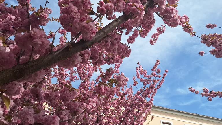 Pink flowers of Japanese cherry, Kanzan. Prunus serrulata or Japanese cherry is a species of cherry tree that grows naturally in Japan, China, Korea, and Vietnam, and it also refers to a cultivar produced from Prunus speciosa - Oshima cherry.