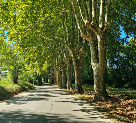 Platanus tree crowns form arche over rural road in France. Road trip in western France.