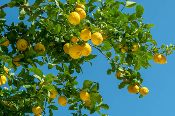 istock Ripe lemon fruits on lemon tree and blue sky at the background. View from below. 2147693675