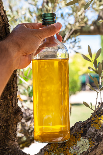 Bottle of olive oil is on olive tree branch in the garden. Blurred nature background.