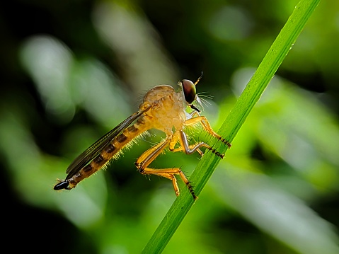 A gold robberfly on the grass