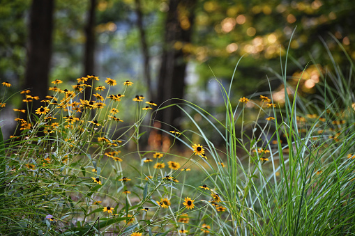 A cluster of Black-Eyed Susans in the wild.