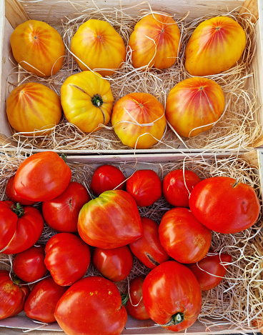 Red and yellow beefsteak tomatoes or beef tomatoes close up on the farm market stall. Food background.