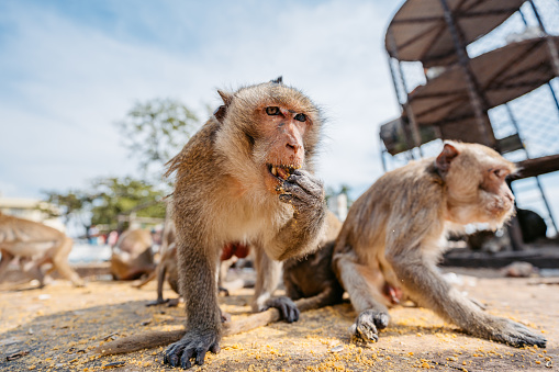 Group of cute monkeys eating on the street in Lopburi in Lopburi province in Thailand.