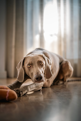 Selective focus portrait of weimaraner breed dog (braco de weimar) playing with a stuffed toy on the floor at home. Purebred short haired cunning friend. Lifestyle hunting dog.