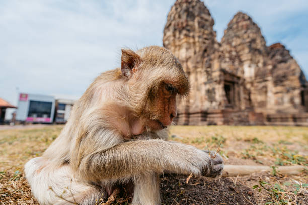 Monkey at the Phra Prang Sam Yot temple in Lopburi province In Thailand.