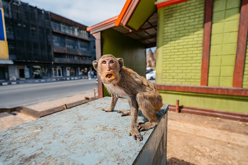 Cute monkey eating on the street in Lopburi in Lopburi province in Thailand.