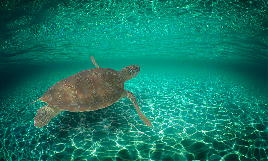 green turtle swimming in the Caribbean sea