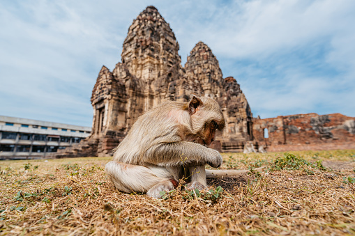 Monkey at the Phra Prang Sam Yot temple in Lopburi province In Thailand.