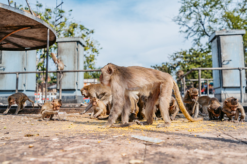Group of cute monkeys eating on the street in Lopburi in Lopburi province in Thailand.