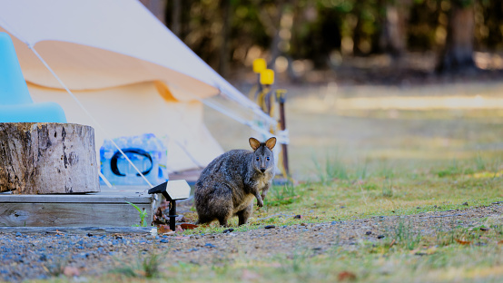 Wallaby in Bruny island, Tasmania. Experience the charm of Australian wildlife with adorable wallaby