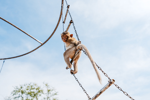 Cute monkey hanging on the monkey bars in Lopburi in Lopburi province in Thailand.