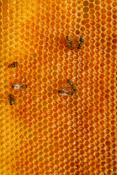 istock Working bees on the yellow honeycomb with sweet honey. 2147694608