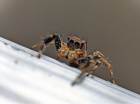 Plexippus jumping spiders have large eyes at the front of their head.