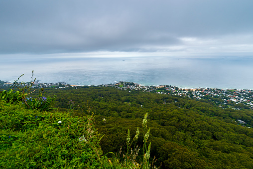 Coastal city view from a hill top. Lush green vegetation in the foreground. Mist and fog across the top of the image.