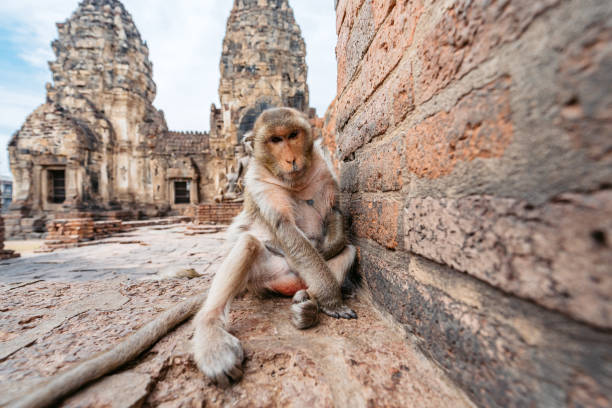 Monkey at the Phra Prang Sam Yot temple in Lopburi province In Thailand.
