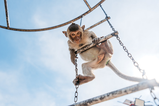 Cute monkey hanging on the monkey bars in Lopburi in Lopburi province in Thailand.