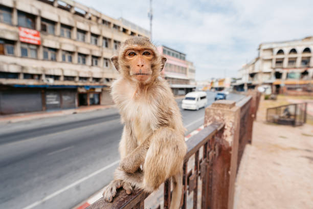 Monkey At The Phra Prang Sam Yot Temple In Lopburi In Thailand