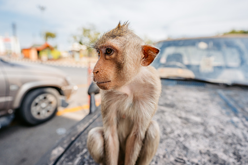 Cute monkey on the street in Lopburi in Lopburi province in Thailand.