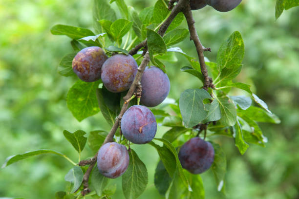istock Plum tree branch with ripe juicy fruits on sunset light. 2147695391