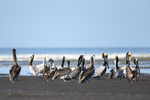 Funny wild pelicans on the beach near fishing boats. Mexico, Caribbean coast.