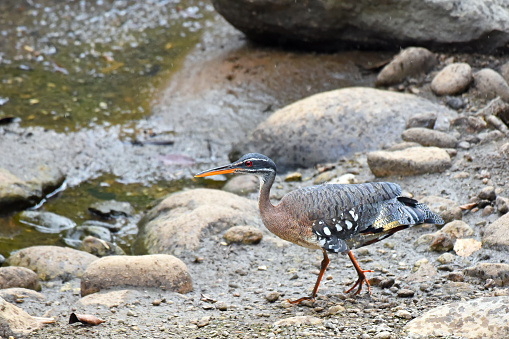 The Sunbittern has a generally subdued coloration, with fine linear patterns of black, grey and brown. Its remiges however have vividly colored middle webs, which with wings fully spread show bright eyespots in red, yellow, and black. These are shown to other sunbitterns in courtship and threat displays, or used to startle potential predators. Male and female adult sunbitterns can be differentiated by small differences in the feather patterns of the throat and head.