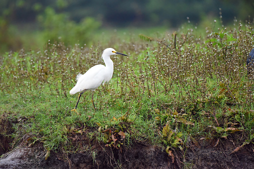 The birds eat fish, crustaceans, insects, small reptiles,  snails, frogs, toads and worms. They stalk prey in shallow water, often running or shuffling their feet, flushing prey into view by swaying their heads, flicking their wings or vibrating their bills. Snowy egrets may also stand still and wait to ambush prey, or hunt for insects stirred up by domestic animals in open fields.