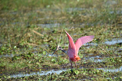 The Roseate Spoonbill is a gregarious wading bird of the ibis and spoonbill family, Threskiornithidae. These highly gregarious waders often feed by sweeping the bill side to side, sifting through mud as they walk through shallow water. Their diet includes small fishes and aquatic invertebrates, as well as some plant material. They are found in coastal marshes, lagoons, mudflats, and mangrove keys, foraging in both salt and fresh water.