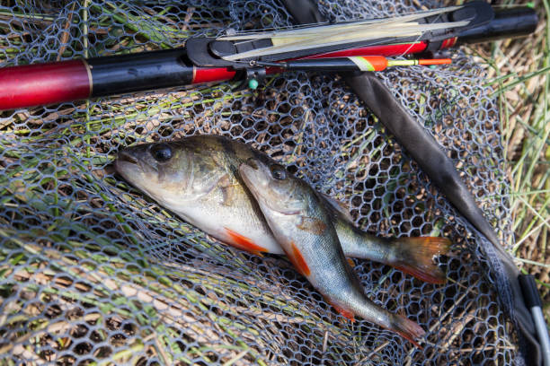 Catching fish. Several fish of Common perch or European perch known as Perca Fluviatilis with float rod on black fishing net.