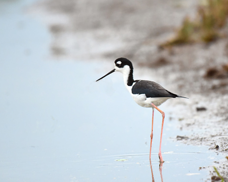 Black-necked stilts prefer marshes, mudflats, flooded fields, ponds and drainage ditches where food is abundant. Worms, mollusks, shrimp, insects, small fish, and sometimes floating seeds make up the black-necked stilt's diet.