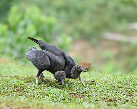 With a wingspan of 1.5 m (4.9 ft), the black vulture is an imposing bird, though relatively small for a vulture, let alone a raptor. It has black plumage, a featherless, grayish-black head and neck, and a short, hooked beak. These features are all evolutionary adaptations to life as a scavenger; their black plumage stays visibly cleaner than that of a lighter-colored bird, the bare head is designed for easily digging inside animal carcasses, and the hooked beak is built for stripping the bodies clean of meat.