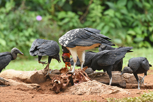 With a wingspan of 1.5 m (4.9 ft), the black vulture is an imposing bird, though relatively small for a vulture, let alone a raptor. The king vulture, on the other hand, is the largest of the New World vultures. Its overall length ranges from 67 to 81 cm (26–32 in) and its wingspan is 1.2 to 2 m (4–7 ft).
