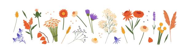 istock Wild and garden flowers set. Different wildflowers, meadow plants. Dry and fresh herbs: gypsophila, lavender. Floral, botanical decoration. Flat isolated vector illustrations on white background 2147696020