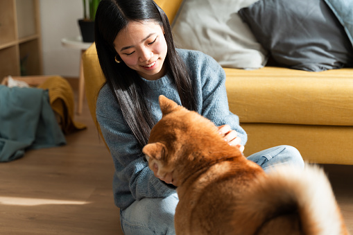 Smiling young woman sitting on the floor interacts lovingly with her shiba inu in a cozy living room setting