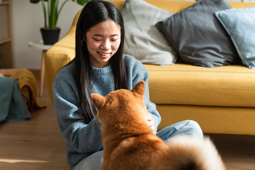 Smiling young woman enjoying quality time with her shiba inu dog in a cozy living room setting